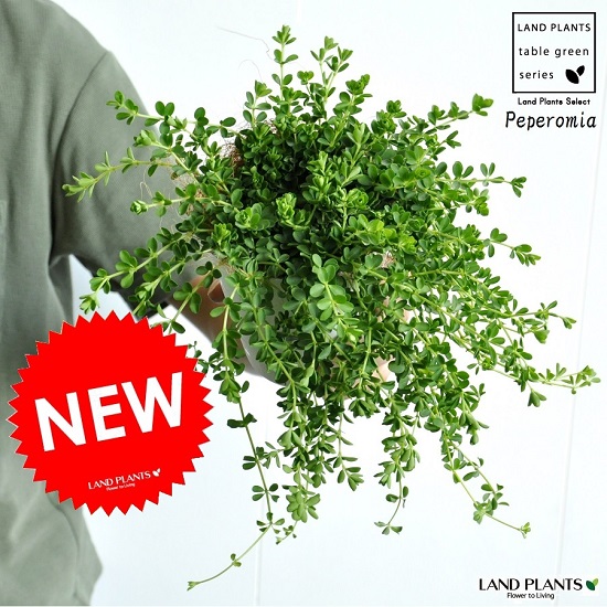 楽天市場 お試し ペペロミア デピーナ 白色 プラスチック鉢 4号 多肉質の植物 Peperomia サダソウ属 佐田草属 観葉植物 鉢植え 鉢 苗 苗木白 ホワイト 丸 ラウンド 送料無料 Land Plants 楽天市場店
