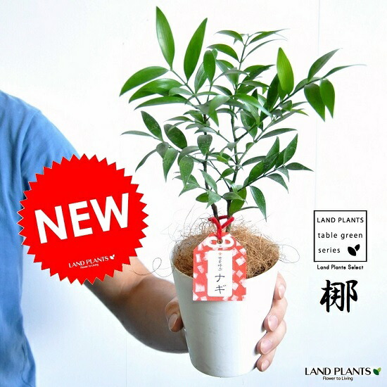 楽天市場】ガジュマル（超幹太） 7.5号 プラスチック鉢 1鉢