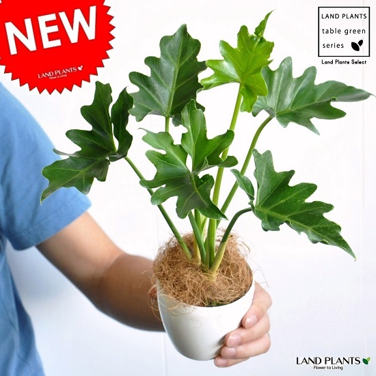 セローム 販売・通販 ［詳細ページ］ *tree tree*