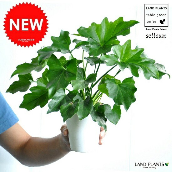 楽天市場】セローム 8号 観葉植物 フィロデンドロン 大鉢 鉢植え 販売