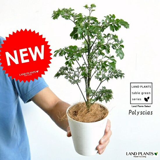 楽天市場】PLANCHU 観葉植物 ポリシャス バタフライ 3.5号鉢 受け皿