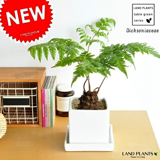 楽天市場】おしゃれ 観葉植物 キンモウコウ：ゴールデンモンキー