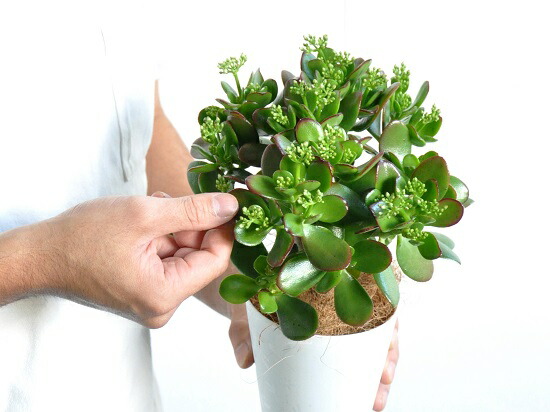 お試し カネノナルキ 花月 4号 白色プラスチック鉢セット 多肉植物 多肉質 多肉 カクタス 苗 苗木 ポイント消化 観葉植物 Crassula Ovata 金のなる木 カランコエ カゲツ フチベニベンケイ 縁紅弁慶 成金草 Kerclaim Com