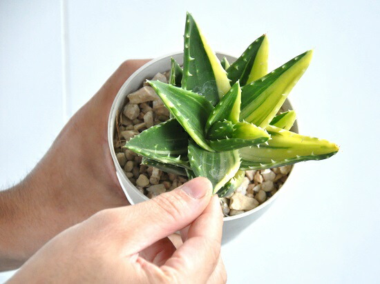 お試験 アロエ 不夜城 フャジョウ 4号数 ホワイト プラスチック汁椀 斑入り 数多肉植物 多肉質 多肉 カクタス 苗 若木 地点消化 観葉植物 Aloe アロエベラ Foxunivers Com