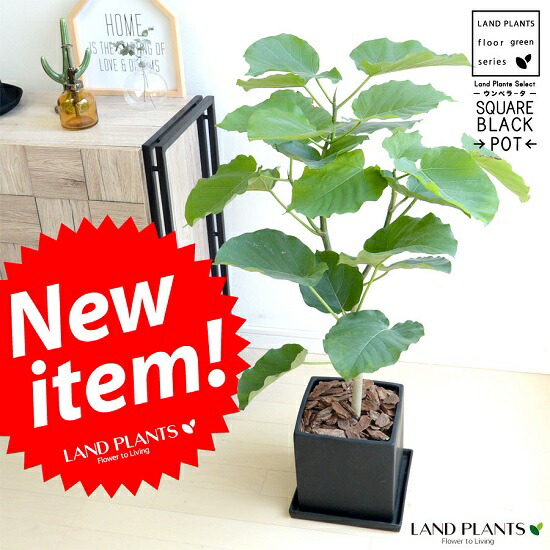 楽天市場 ウンベラータ 黒色 キューブ陶器 ８号 ｌサイズ 大型 観葉植物 ブラック 陶器鉢 植木鉢 四角 スクエア ランドプランツ