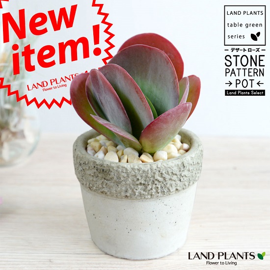 デザートローズ 新品未使用 楽天市場】【お試し】 デザートローズ(唐印) 4号 白色