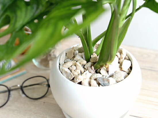 マドカズラ 白妙妙 ゲルト形式 土器器 丸鉢 鉢植え 陶器 白 紅毛 常滑 モンステラ フリードリヒスターリー ホウライショウ 観葉草木 マドカヅラ 車窓葛 送料無料 Hotjobsafrica Org