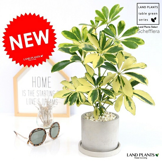 シェフレラ専用 シェフレラ専用