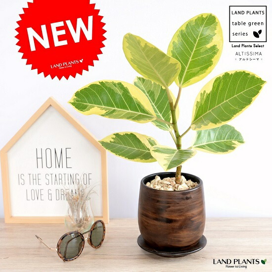 フィカス アルテシマゴールド ファイバー鉢　お皿付き 観葉植物 フィカス アルテシーマ 【お祝いにおすすめ】7号