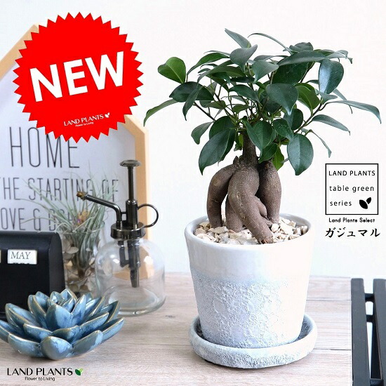 楽天市場】ガジュマル（幹太タイプ） クレータ加工 釉薬陶器鉢