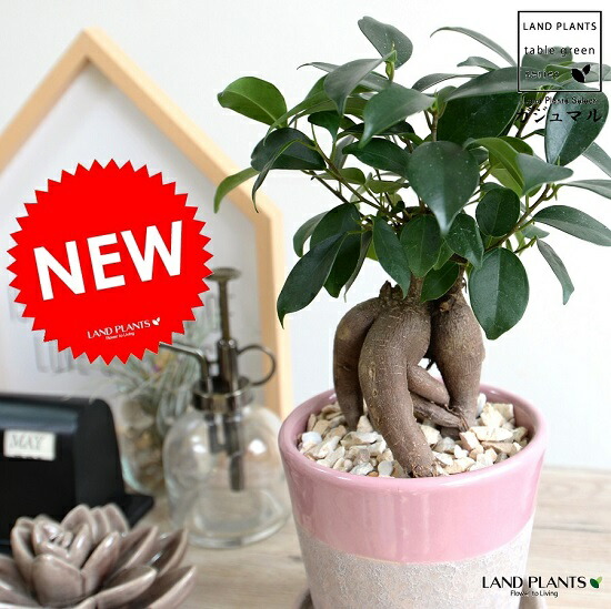 ガジュマル 幹太 クレータ加工 釉薬陶器鉢 Pink 天然砕石 受皿 育て方 幸福をもたらす 多幸の樹 精霊 がじゅまるの木 鉢植え 鉢 桃 ピンク 白 ホワイト 苗木 丸 観葉植物 Chemstargroup Com