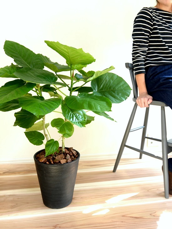 ウンベラータ 株立ち 8号 黒色 セラアート 鉢植え ゴム ゴムノキ ゴムの木 ハート型 黒 ブラック 丸 観葉植物 Letempslev K7a Com