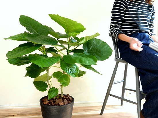 ウンベラータ 株立ち 8号 黒色 セラアート 鉢植え ゴム ゴムノキ ゴムの木 ハート型 黒 ブラック 丸 観葉植物 Letempslev K7a Com