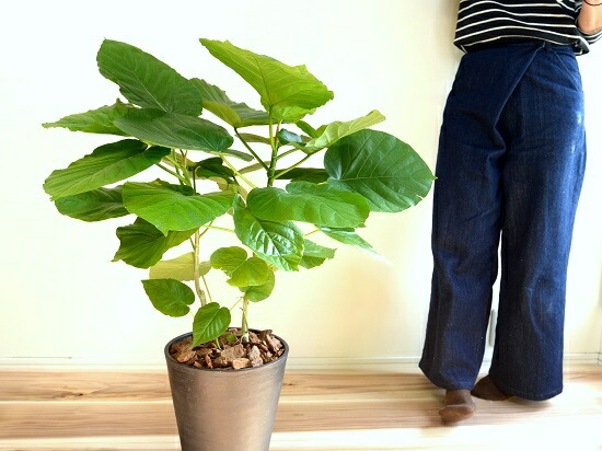 ウンベラータ 株立ち 8号 黒色 セラアート 鉢植え ゴム ゴムノキ ゴムの木 ハート型 黒 ブラック 丸 観葉植物 Educaps Com Br