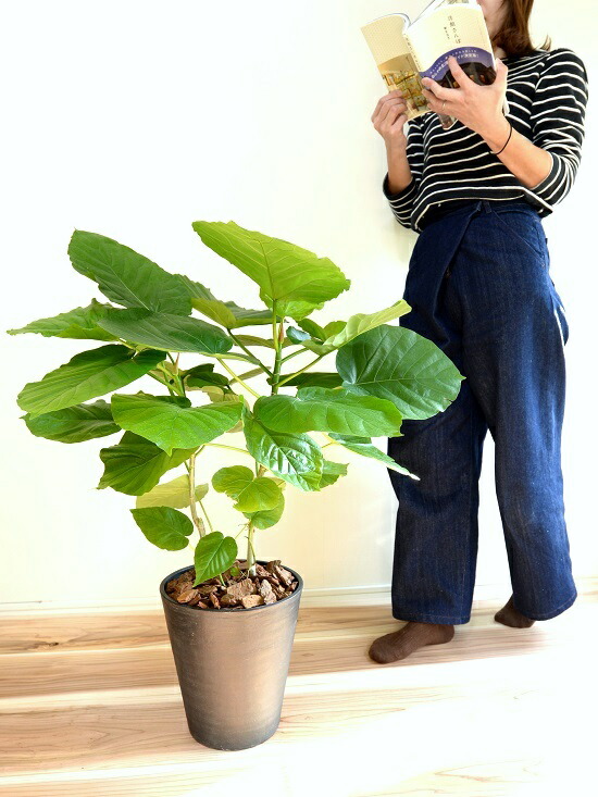 ウンベラータ 株立ち 8号 黒色 セラアート 鉢植え ゴム ゴムノキ ゴムの木 ハート型 黒 ブラック 丸 観葉植物 Educaps Com Br