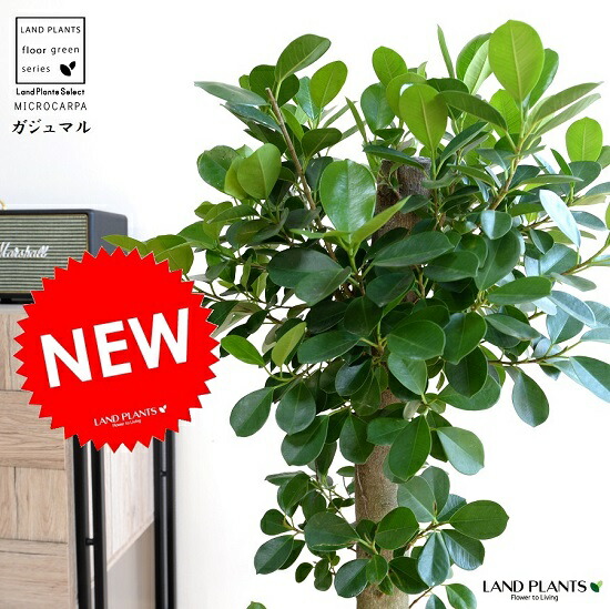 楽天市場】ガジュマル(超幹太) ブラック キューブ型 陶器鉢 L 楽天市場】ガジュマル(超幹太) ブラック キューブ型 陶器鉢 L