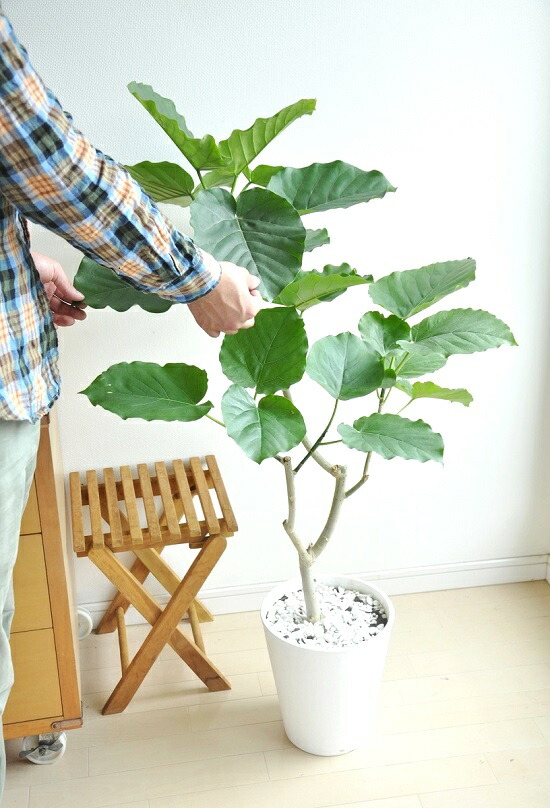 ウンベラータ 気どらずに樹形様 8ナンバー 欠片ない 白いこと セラアート椀 天然石 白色 Doorswindowsstairs Co Uk