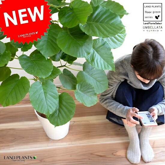 【特選】 ウンベラータ 白いこと セラアート鉢 8号 （気取らない樹形） 鉢植え 大型 観葉草木  【差し上げ物送りとどける可】8号鉢 貨物輸送無料