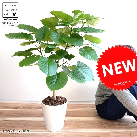 ウンベラータ 8号（白色） セラアート鉢 （自然樹形） 鉢植え 大型 観葉植物  8号鉢 送料無料 割れない