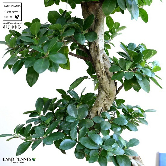 ガジュマル （曲がり盆栽） 白いこと セラアート鉢 8号 鉢植え がじゅまる 大型 上り勾配竜 鉢 白 白いこと 丸 観葉草木 貨物輸送無料 bonsai