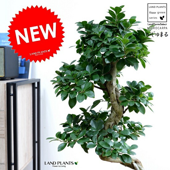 ガジュマル （曲がり盆栽） 黒いこと セラアート鉢 8号 鉢植え がじゅまる 大型 上り勾配竜 鉢 黒 黒いこと 丸 観葉草木 貨物輸送無料 bonsai