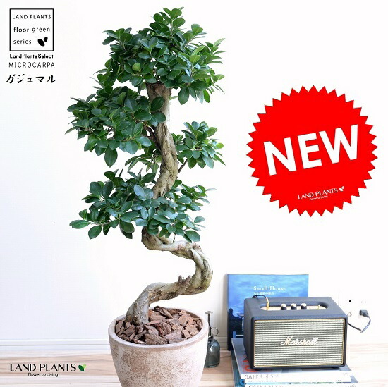 ガジュマル （曲がり盆栽） 赤銅色 エッグラウンド 瀬戸もの鉢 鉢植え 瀬戸もの がじゅまる 大型 上り勾配竜 鉢 茶 赤銅色 ベージュ 砂色 丸 観葉草木 貨物輸送無料 bonsai