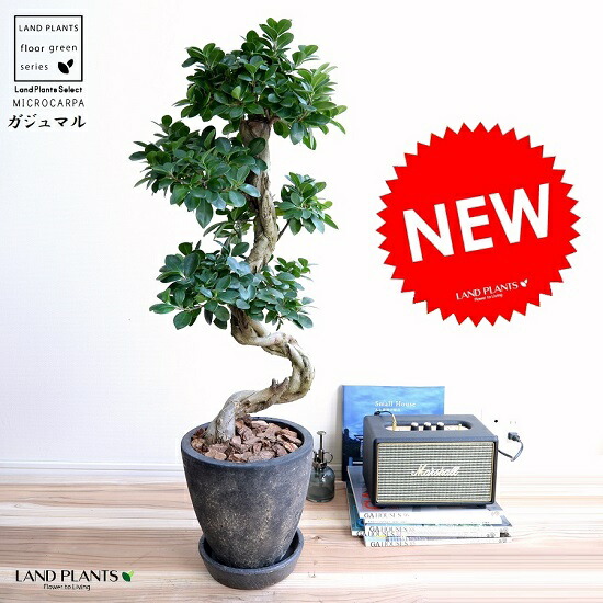 【楽天市場】ガジュマル （曲がり盆栽） 白色 丸形 スリム 陶器鉢 鉢植え 陶器 がじゅまる 大型 昇り竜 鉢 白 ホワイト 丸 観葉植物 送料無料  bonsai : LAND PLANTS 楽天市場店