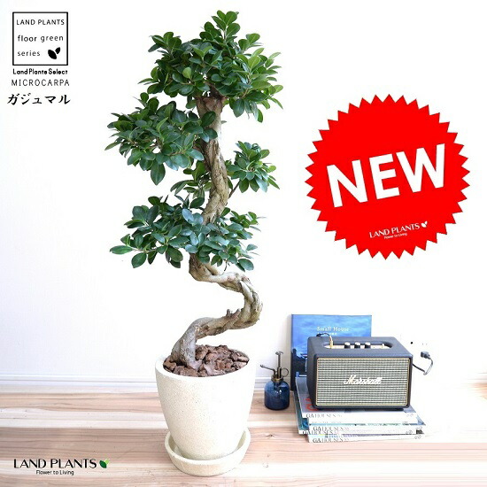 ガジュマル （曲がり盆栽） エッグ型 ラウンド 瀬戸もの鉢 皮膚軟化剤色 鉢植え 瀬戸もの がじゅまる 大型 上り勾配竜 鉢 白 白いこと 白いこと 象牙色 砂色 丸 観葉草木 貨物輸送無料 bonsai