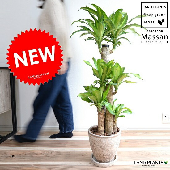 マッサン 鉢 破格値下げ 鉢植え 観葉植物 エッグ型 丸 送料無料花 ガーデン Diy 店 テラコッタ鉢 茶 ラウンド 幸福の木 陶器鉢 Plants ドラセナ 幸福の樹 砂色 マッサンゲアナ ドラセナマッサン ブラウン 鉢 家の前にドラセナを置くと良いことが