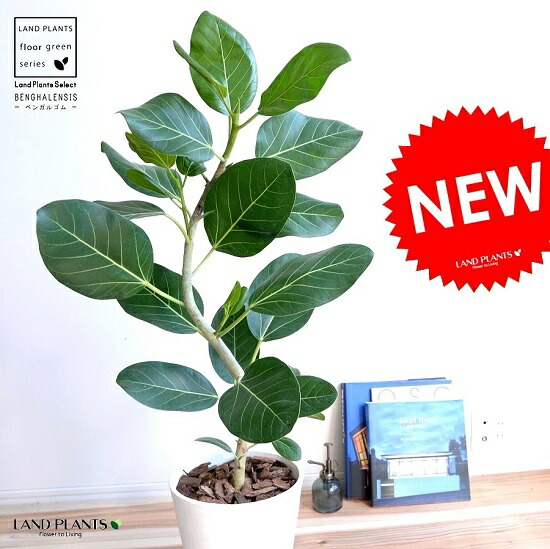 楽天市場 ベンガルゴム 緩やかカーブ 8号 セラアート鉢 白色 竜 鉢植え 大型 ベンガレンシス ゴム ゴムの木 べンガルボダイジュ 白 ホワイト 丸 観葉植物 丸い葉 送料無料 Banyan バンヤンジュ ランドプランツ