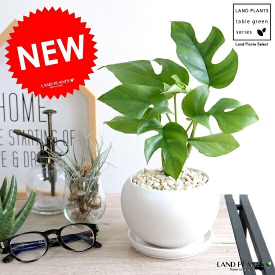 楽天市場】ソテツ（蘇鉄） 7号 プラスチック鉢 1鉢 裸子植物