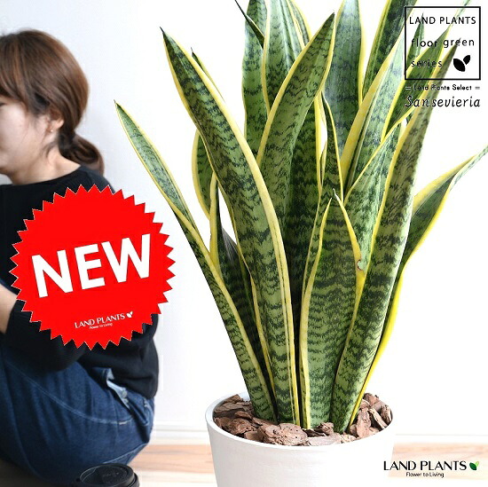 サンスベリア （ローレン紅茶） 白いこと セラアート鉢 8号 鉢植え 鉢 苗 若木 サンセベリア 白 白いこと ラウンド 丸 観葉草木 貨物輸送無料