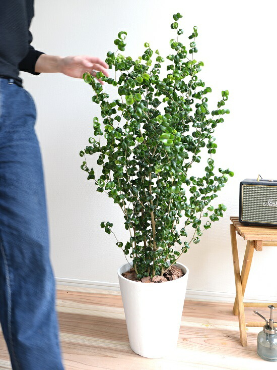 ベンジャミン バロック 白色 セラアート鉢 8号 鉢植え 鉢 苗 苗木 大型 観葉植物 白 ホワイト ラウンド 丸 送料無料 Educaps Com Br