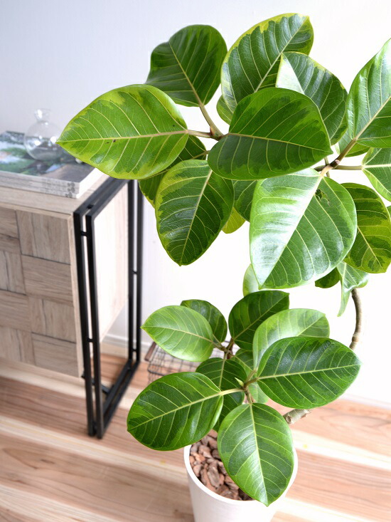 アルテシーマ 3dカーブ 曲がり 白色 セラアート鉢 8号 鉢植え 大型 斑入り ゴム ゴムの木 葉模様 白 ホワイト 丸 観葉植物 丸い葉 送料無料 Boundarycapital Com