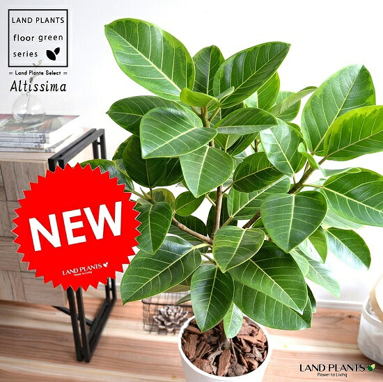 アルテシーマ （気取らない樹形） 8号 白いこと セラアート鉢 鉢植え 大型 斑入り 天然ゴム 天然ゴムの木 葉飾りつけ 白 白いこと 丸 観葉草木 丸い・円い葉 貨物輸送無料