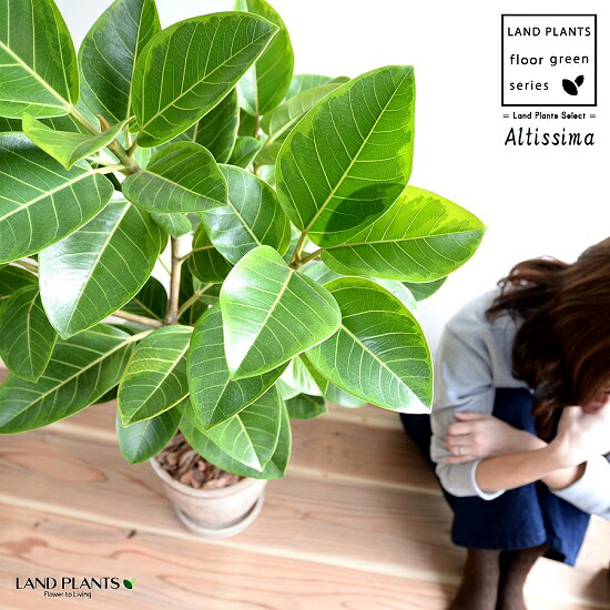 アルテシーマ （自然樹形） 茶色 エッグラウンド 陶器鉢 鉢植え 大型 8号 斑入り ゴム ゴムの木 葉模様 茶 ブラウン 砂色 ベージュ 丸 観葉植物 送料無料