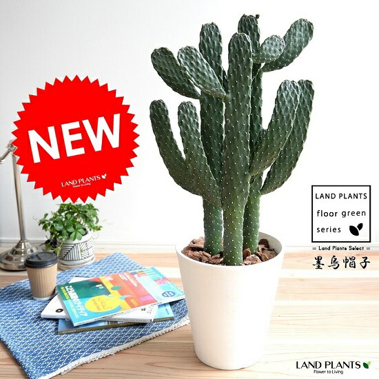 楽天市場】PLANCHU サボテン エスポストプシス 白麗翁 はくれいおう 3 楽天市場】PLANCHU サボテン エスポストプシス 白麗翁 はくれいおう 3