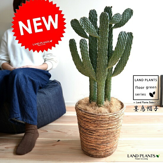 専用ページ　弁慶柱　3苗　抜き苗発送 弁慶柱 分頭2頭 超希少個体 - メルカリ