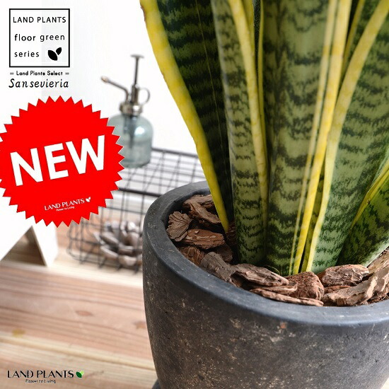 サンスベリア キルキープルクラ　希少大株！送料別です！ Sansevieria kirkii var. pulchra Coppertone サンスベ