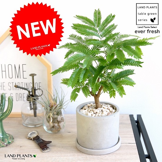 楽天市場】G□観葉植物□【送料無料】エバフレッシュ11cm