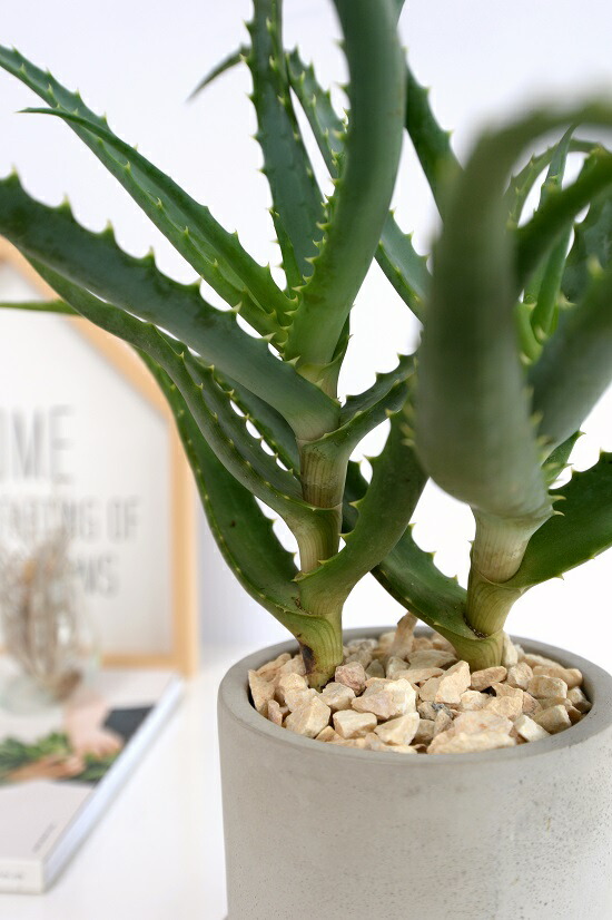 キダチアロエ セメント シリンダー型 陶器鉢 木立アロエ 鉢植え 鉢 苗 苗木 観葉植物 送料無料 灰色 灰 グレー ねずみ 丸 ラウンド Educaps Com Br