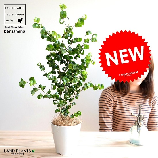 ① フィカス アウリクラタ エベレスト10号 特大苗木最高等級極上品