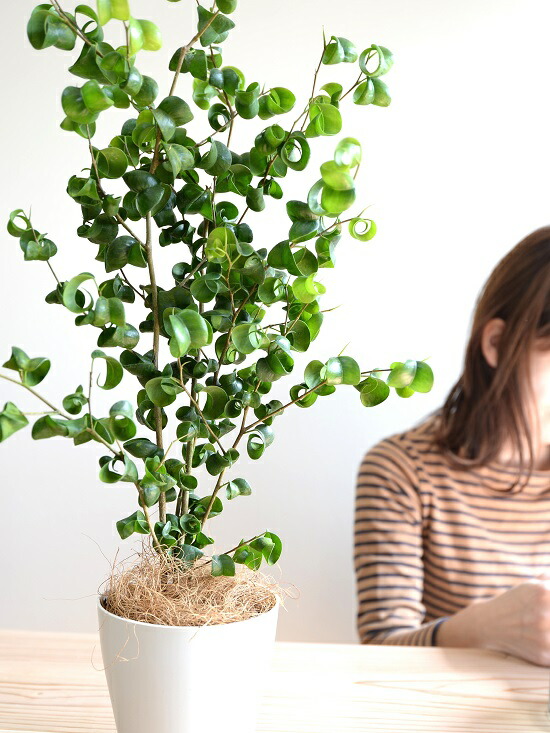 お得】大型観葉植物3点セット（ウンベラータ、ゴムの木