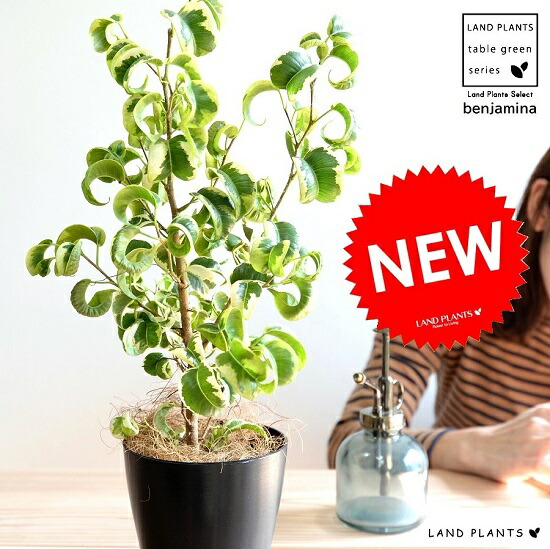 観葉植物　フィカス　ベンジャミン　ベンジャミナ　シタシオン　斑入り　朴　８号鉢 楽天市場】フィカス・シタシオンを陶器鉢に植えて。観葉植物