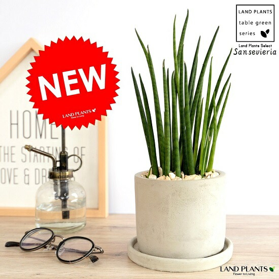 楽天市場 サンスベリア 希少 ファーンウッド ミカド 硬質プラ鉢付き 希少種 おしゃれ 小さい ミニ ミニサイズ サンセベリア 多肉植物 卓上 珍しい ４号 癒し 一人暮らし 観葉植物 育てやすい 初心者 初級 素人 敬老の日 観葉植物の Plants Mind 花ごころ