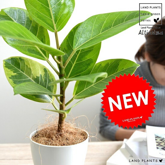 環形 小鳥のウィング 羽根 矢羽根 指輪 韓国モード 飛禽 Bird 翅 翼 フリー号 装身具 メンズ レディース 男女兼用 どんけつぴょこぴょこする配列 表通系 B系 ギラギラ 縁起が情けぶかい 開因縁尽 用脚運 殷盛 父 風水 据物 生まれ恒星日