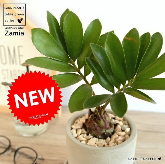 【現品】ザミア・フロリダーナ　多頭株　10号　白鉢（1） 現品】ザミア・フロリダーナ 多頭株 10号 白鉢（1） : 花の