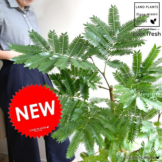 [売れ筋 【即日発送】 ] MRR09RN7G5Q (MRR09RN7G5Q)