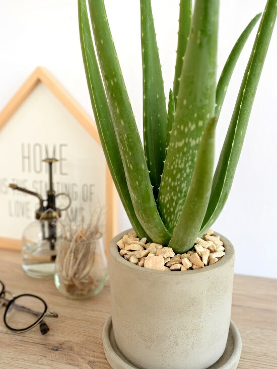 アロエベラ セメント シリンダー型 陶器鉢 アロエ ベラ 鉢植え 鉢 苗 苗木 観葉植物 送料無料 灰色 灰 グレー ねずみ 丸 ラウンド Educaps Com Br