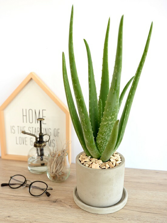 アロエベラ セメント シリンダー型 陶器鉢 アロエ ベラ 鉢植え 鉢 苗 苗木 観葉植物 送料無料 灰色 灰 グレー ねずみ 丸 ラウンド Educaps Com Br